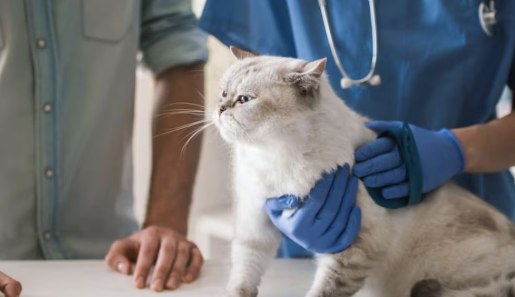 Is It Normal for Cats to Leak Urine After Removing a Tom Cat Catheter?